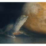 Pelodiscus sinensis in SPACE