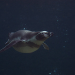 Tučňák Humboldtův (Spheniscus humboldti)