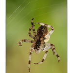 Pruhované nadkolenky