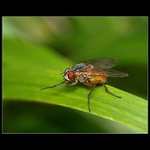 Stůj nebo střelím...