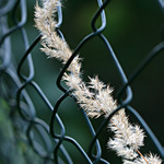 Fence harmony