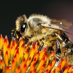 Where could I lost it . . . ?