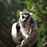 Lemur