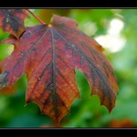 ..podzimní ráno pod Petřínem...