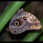 Pro ty kteří mají rádi motýlky