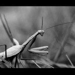 Modlivka BW