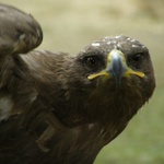 nečum,nebo tě sežeru...