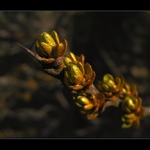 Zapomenuté žihadlo