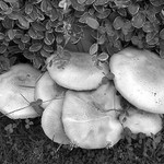 houby u květináče