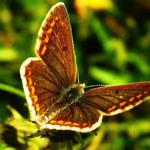 modrásek tmavohnědý