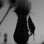 dobývání velkoměsta