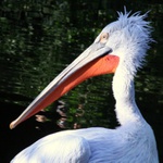 pelikán