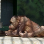 Tak tohle je náš slavný Ámos s filmu dva lidi v Zoo