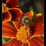 Vyplazovat jazyk se nemá! :-D