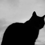 Na okně seděla kočka