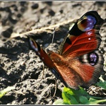 Nakonec dostihnutý.