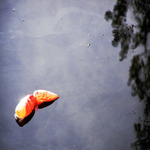 Jak jsem nepotkal ryby