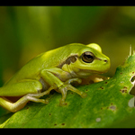 plížením vpřed..