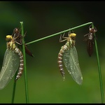 ** Šídlo modré **