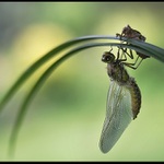 ** Vážka ploská **