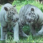 Bílí tygři