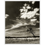 NA KONCI SVETA - PRÍBEH STROMU