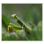 PRÍBEHY Z TRÁVY- PREDÁTOR V ZELENOM