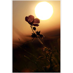 SOLÁRIUM alias SLNEČNÉ LÁSKANIE