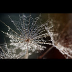 perličková lázeň