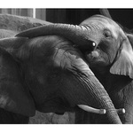 Loxodonta africana (samice s mládětem)