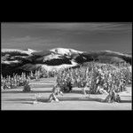 Medvědínské hvozdy