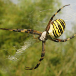 Křižák pruhovaný