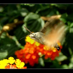 Dlouhozobka svízelová