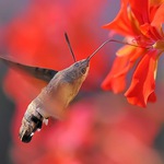 Macroglossum stellatarum