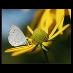 Modrák a žlté kvety