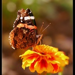 Admirál na kapitánskom mostíku