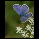 jeden obyčajný modráčik