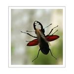 Prelet čisto náhodný