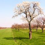 Pohlad na Bratislavsky hrad