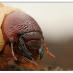 larva snad chrousta