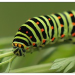 housenka otakárka fenyklového