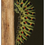 příprava na kuklu otakárka fenyklového