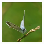 Modrásek jehlicový