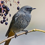 bacha, to je můj bufítek! :)