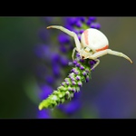 Běžník kopretinový