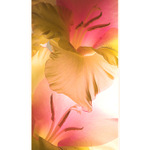 *** Motýlí sen ***