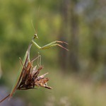 Dirigent - Mantis religiosa