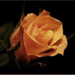 poslední sbohem... a už neplakej...