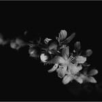 i poslední jednoho dne padne...