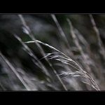 *meadow*